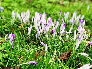 Close-up of purple crocus blooming on field