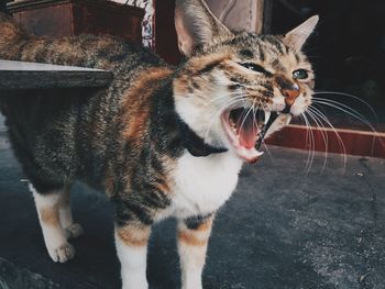 Close-up of cat looking away