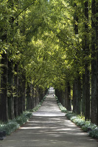 Footpath amidst meta sequoia trees in forest