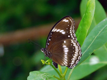 Close-up of butterfly perching on leaf