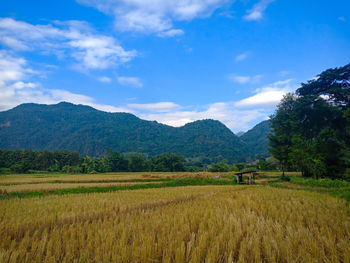 Scenic view of agricultural field against sky