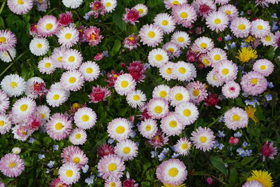 High angle view of flowering plants