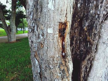 Tree trunk on wall