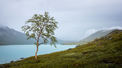 Small birch near a mountain lake. gjende, jorunheimen, norway.