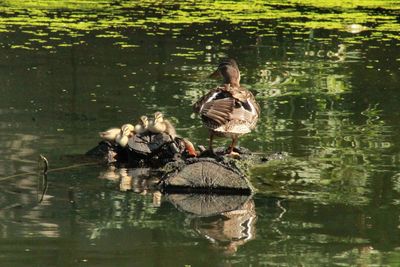 Ducks swimming in lake