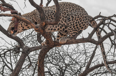 Low angle view of butterfly on tree
