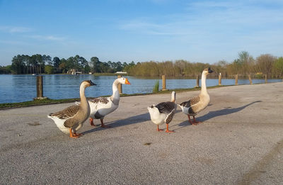 Bird flying over calm lake
