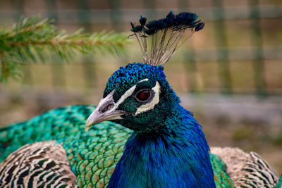 Close-up of peacock