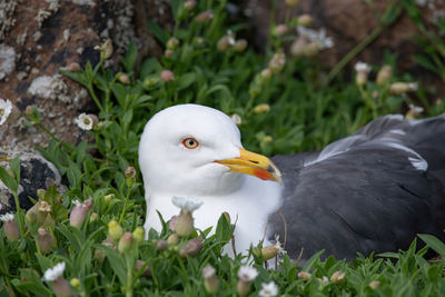 Close-up of duck