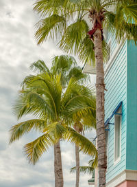 Low angle view of palm trees by building against sky