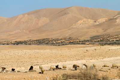 Desert in syria
