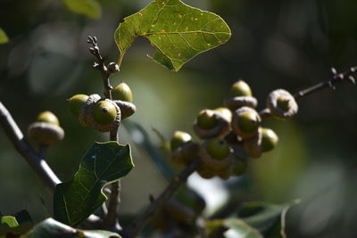 Close-up of berries growing on tree