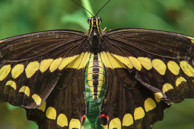 Close-up of butterfly on leaf