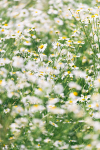 Chamomile flowers daisies, wildflowers. close up.