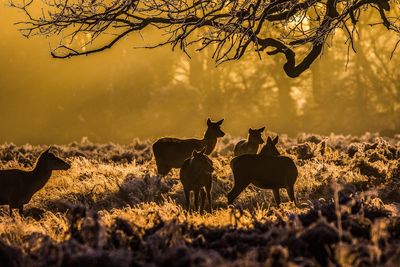 Deer on field during sunset