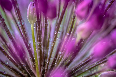 Close-up of purple flowering plant