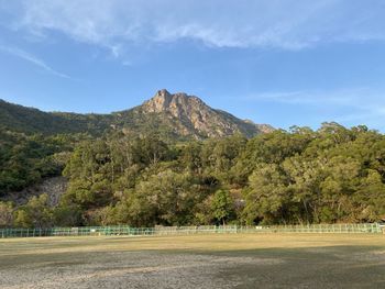 Scenic view of trees on field against sky