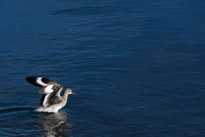 View of birds in water