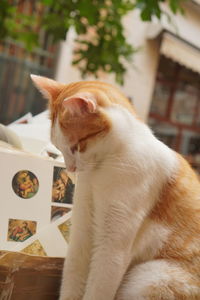 Close-up of a cat sitting at home