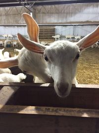 Close-up of goat in pen