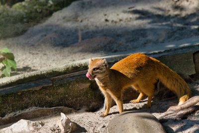 Side view of yellow mongoose walking on rock