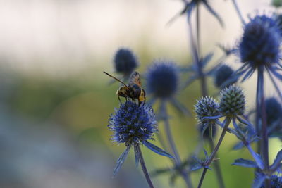 Close-up of bee pollinating on purple flower