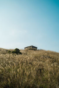 Plants growing on field against sky