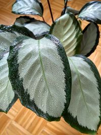 Close-up of wet leaves