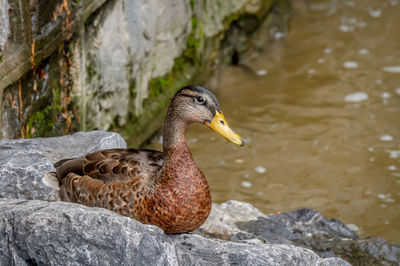 Mallard duck. anas platyrhynchos. one female wild duck on rock beside water. tranquil scene.