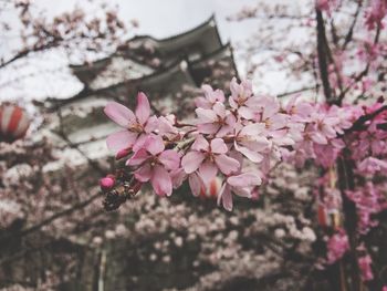 Close-up of pink cherry blossoms in spring