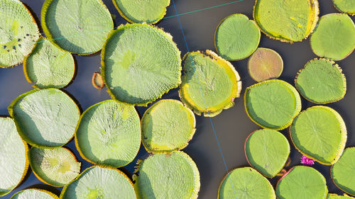 Full frame shot of succulent plants