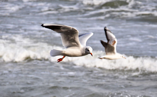 Seagulls flying over sea