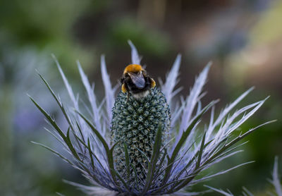 Close-up of bee pollinating flower