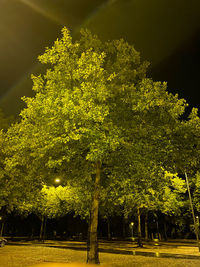 Trees in park at night