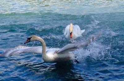 Bird swimming in water