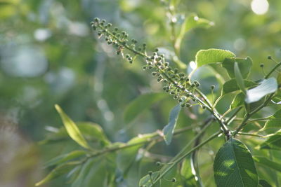 Close-up of fresh green plant