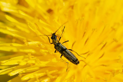 Close-up of insect on yellow flower