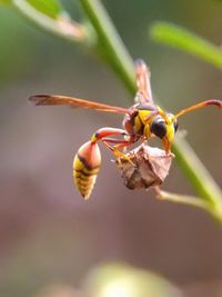 Close-up of insect on plant