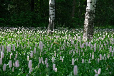 Scenic view of flowering plants on land