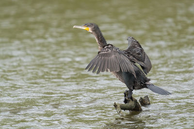 Bird flying over lake