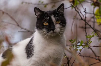 Portrait of black cat