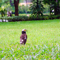 Bird perching on a field