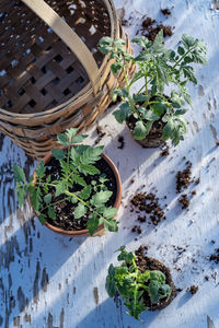 High angle view of potted plants in basket