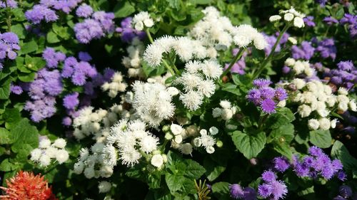 Close-up of purple flowers blooming outdoors