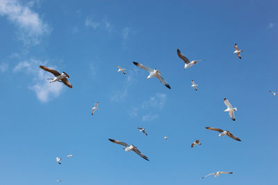 A flock of seabirds fly over the blue sky