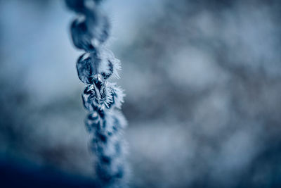 Close-up of frozen plant