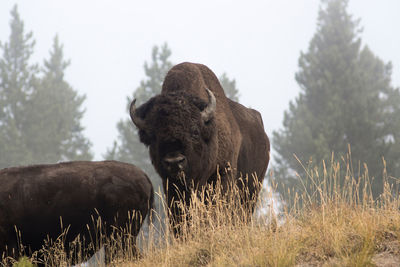 View of an animal on field