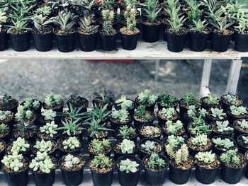 Potted plants in pot for sale