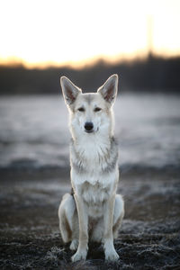 Portrait of dog standing on land