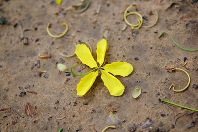 High angle view of yellow flowering plant on land